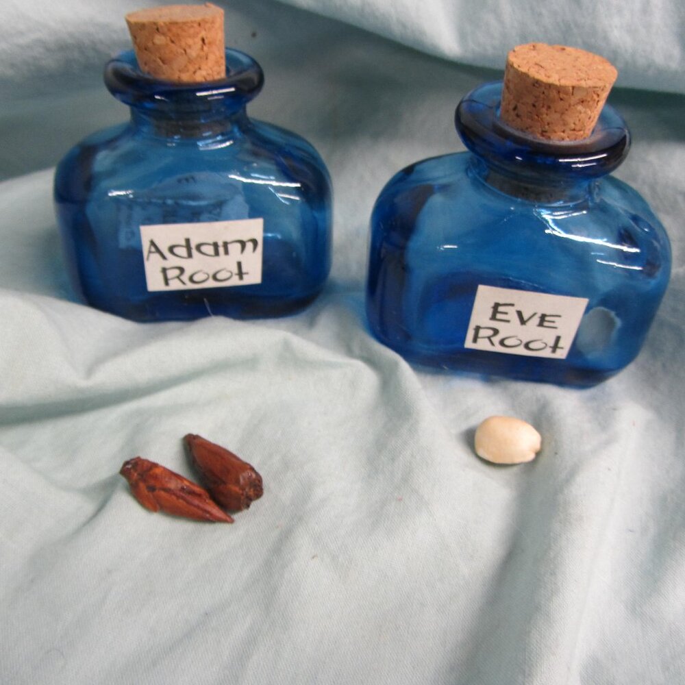 adam & eve root wicca herbs  (H155)